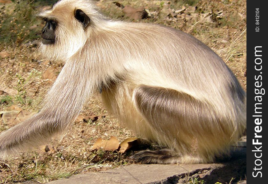 Close-up of a langur monkey