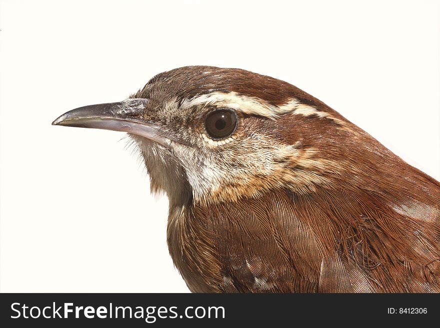 Photo of a wren against a white background. Photo of a wren against a white background.