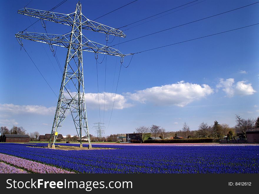 In springtime the western part of Holland, the area just behind the dunes, becomes a colorful carpet. It’s the time that all the bulb flowers are booming in all kind of colors. Wandering around during this time of the year is a pleasure for your eyes. Even with electricity transportation pilons in the area. In springtime the western part of Holland, the area just behind the dunes, becomes a colorful carpet. It’s the time that all the bulb flowers are booming in all kind of colors. Wandering around during this time of the year is a pleasure for your eyes. Even with electricity transportation pilons in the area