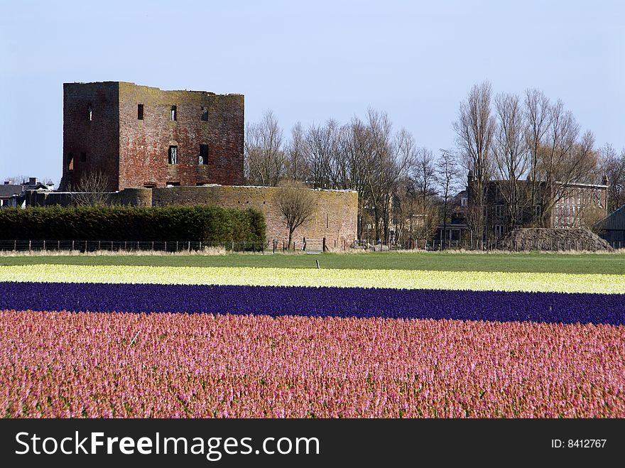 In springtime the western part of Holland, the area just behind the dunes, becomes a colorful carpet. It’s the time that all the bulb flowers are booming in all kind of colors. Wandering around during this time of the year is a pleasure for your eyes. View on castle Teylingen. In springtime the western part of Holland, the area just behind the dunes, becomes a colorful carpet. It’s the time that all the bulb flowers are booming in all kind of colors. Wandering around during this time of the year is a pleasure for your eyes. View on castle Teylingen.