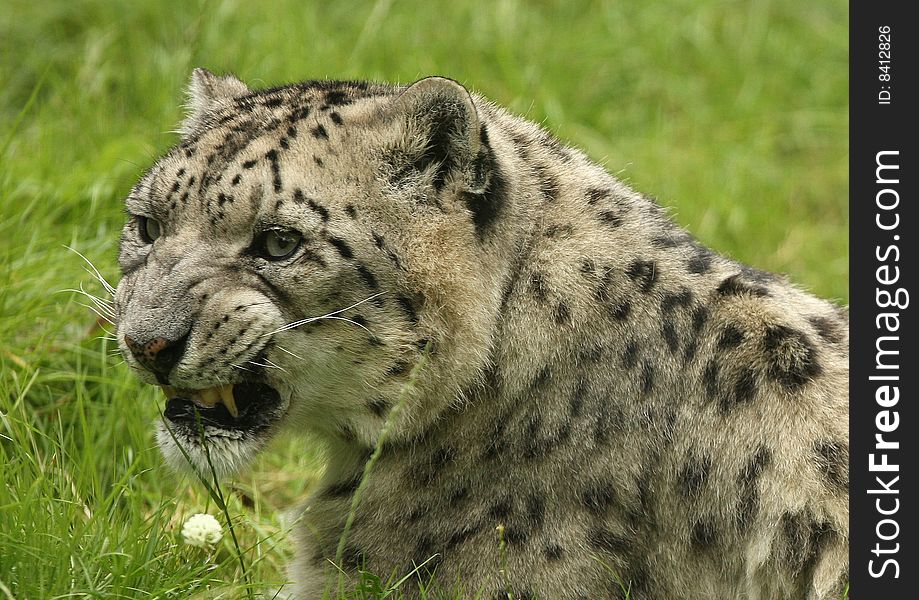 A portrait of a snarling Snow Leopard. A portrait of a snarling Snow Leopard