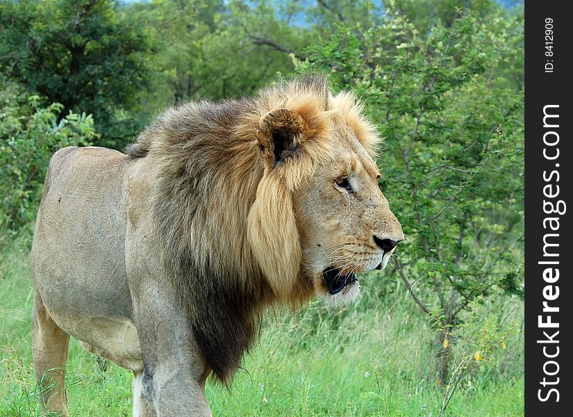 Wild male lion (Panthera leo) in Africa. Wild male lion (Panthera leo) in Africa.