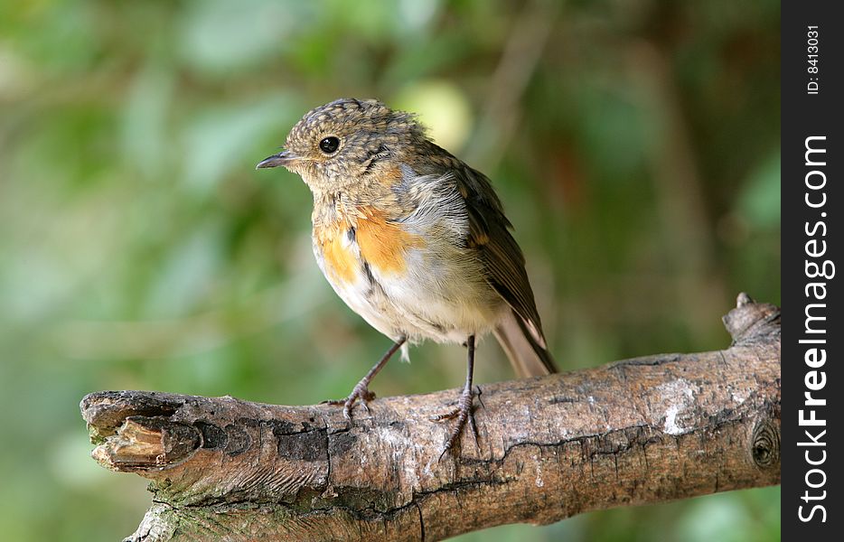 A very young Robin waiting for his parents to bring back a meal