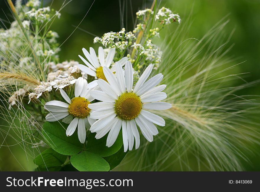 Camomile on natural background - shallow dof