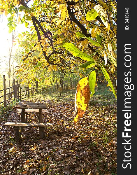 Rustic table in garden in morning sun light