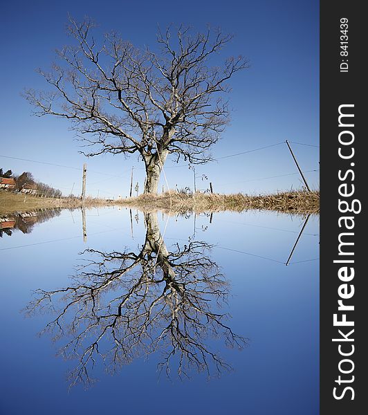 Old tree reflecting in lake on a blue sky sunny winter day