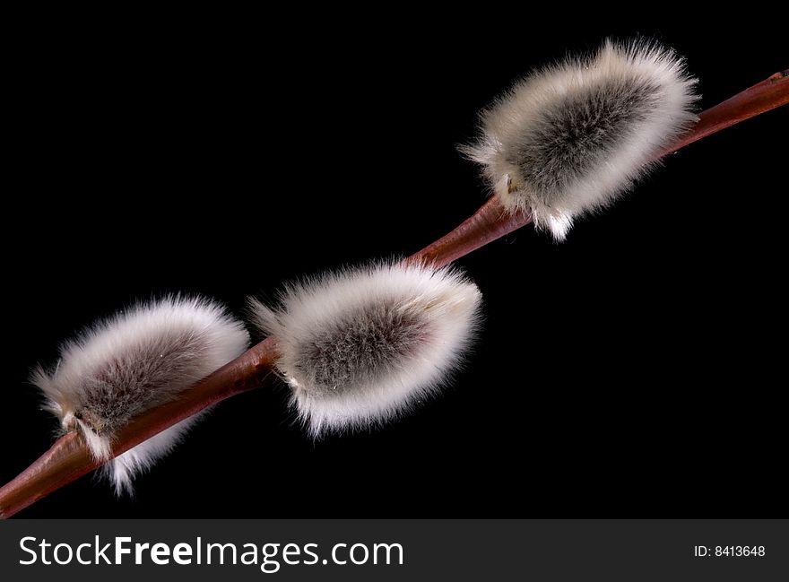 Pussy wIllow buds on a black