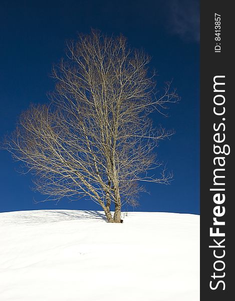 A bare winter tree on a snow covered hill with a deep blue sky