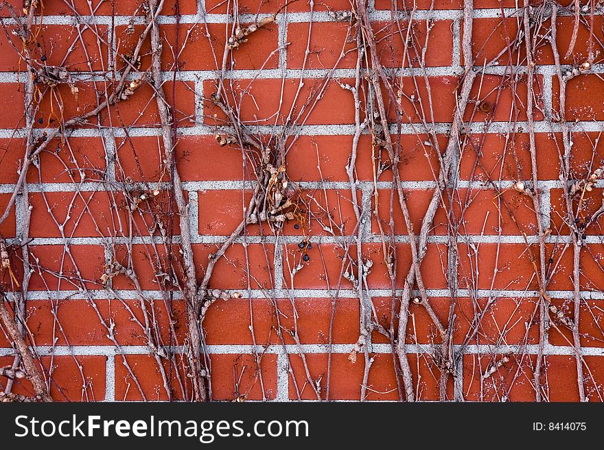 Brick wall covered in vines