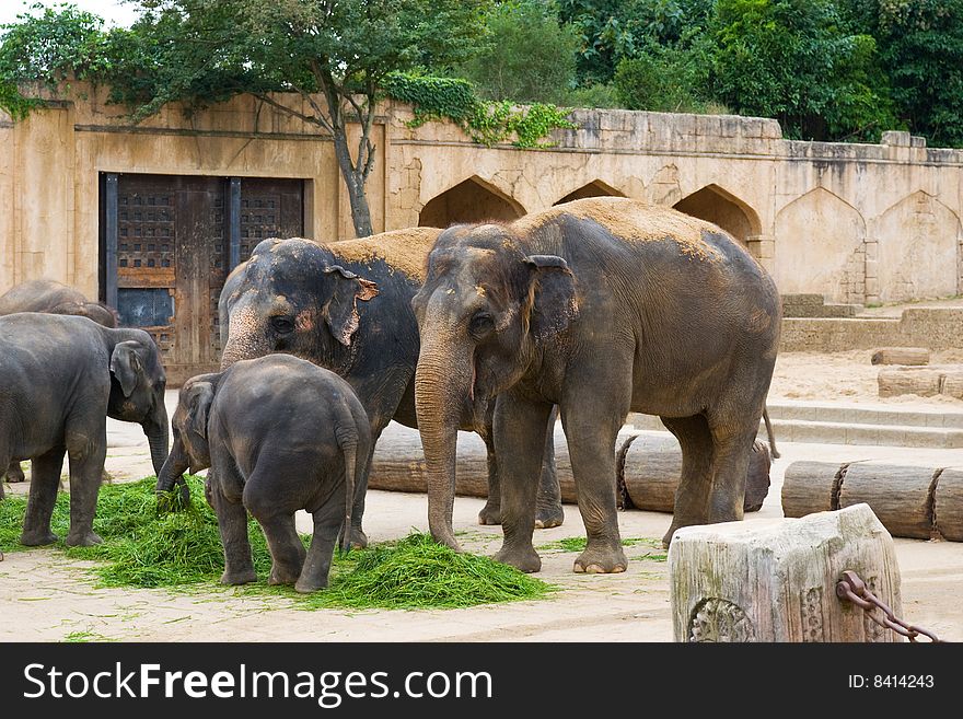 Elephants eat grass on a foreground of ancient wall