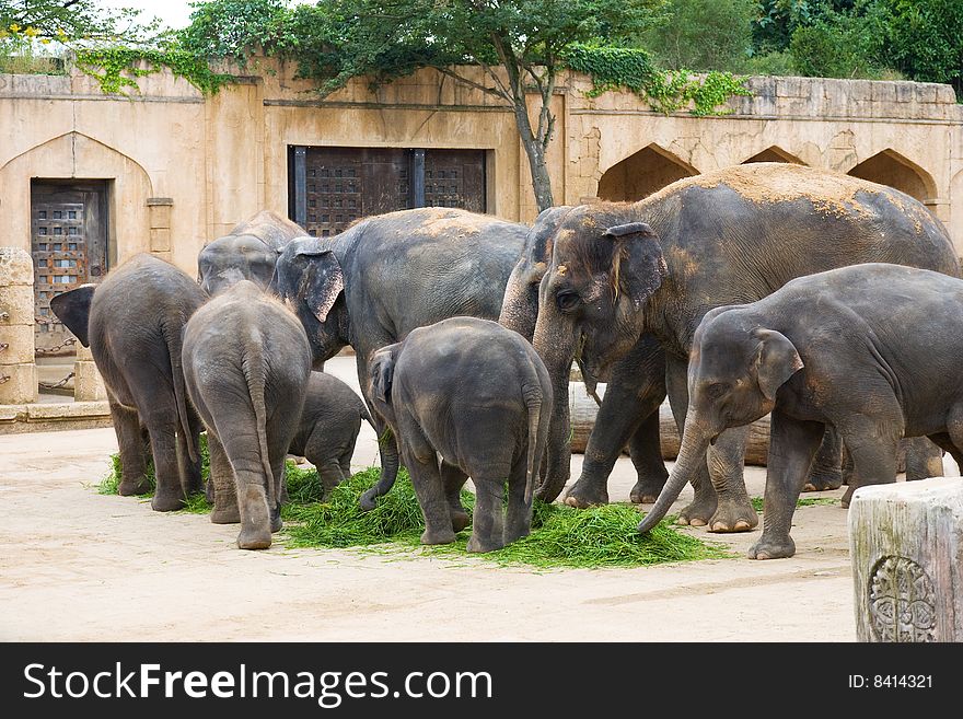 Elephants eat grass on a foreground of ancient wall