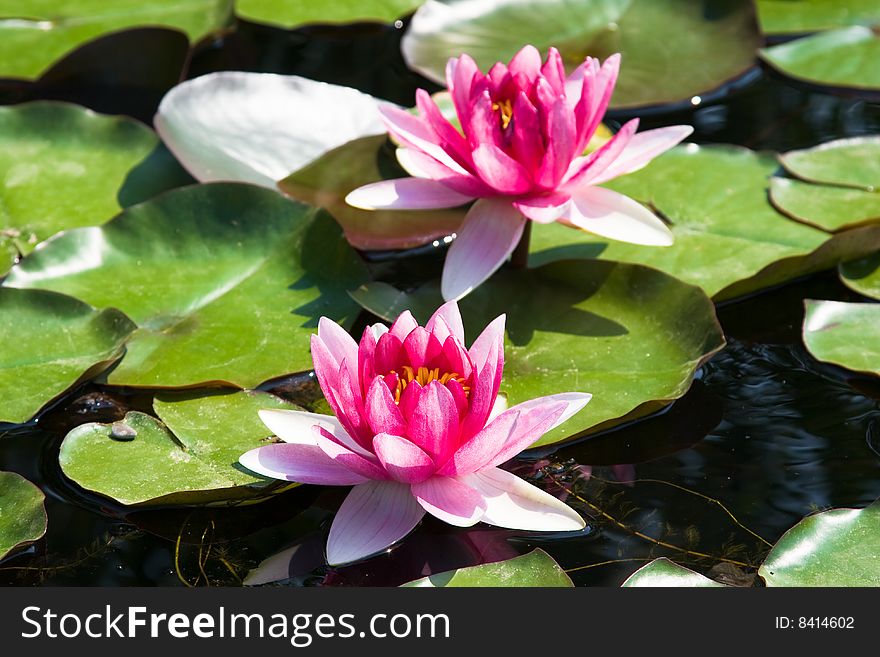 Beautiful pink water lily (lotus)