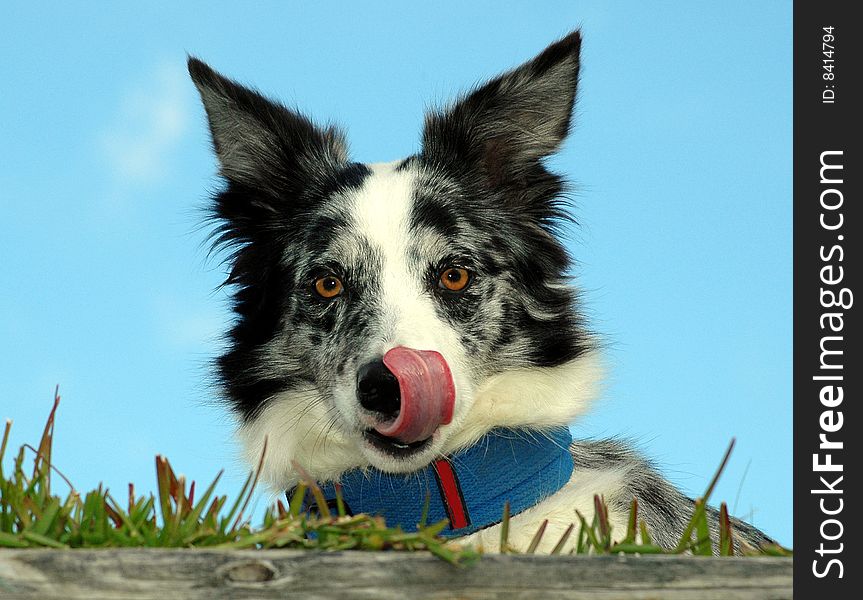 Border Collies with her tongue out. Border Collies with her tongue out