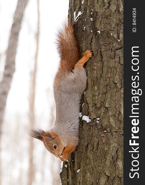 Squirrel hanging from the tree and eating nuts. Squirrel hanging from the tree and eating nuts