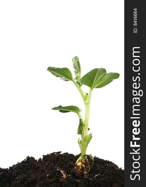 Young plant seedling in soil against a white background