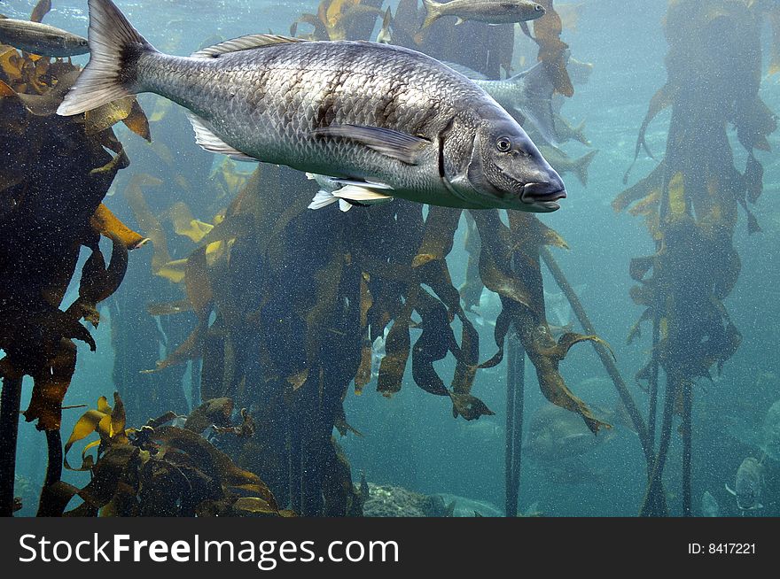 An underwater marine scene showing kelp and fishes. An underwater marine scene showing kelp and fishes.