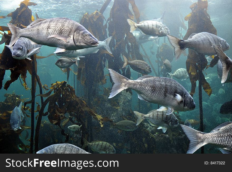 An underwater marine scene showing kelp and fishes. An underwater marine scene showing kelp and fishes.
