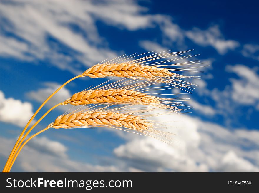 Golden wheat in the blue sky background