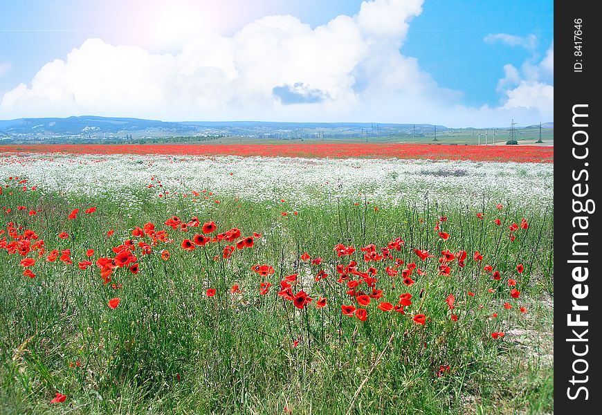 Meadow With Many Red Flowers