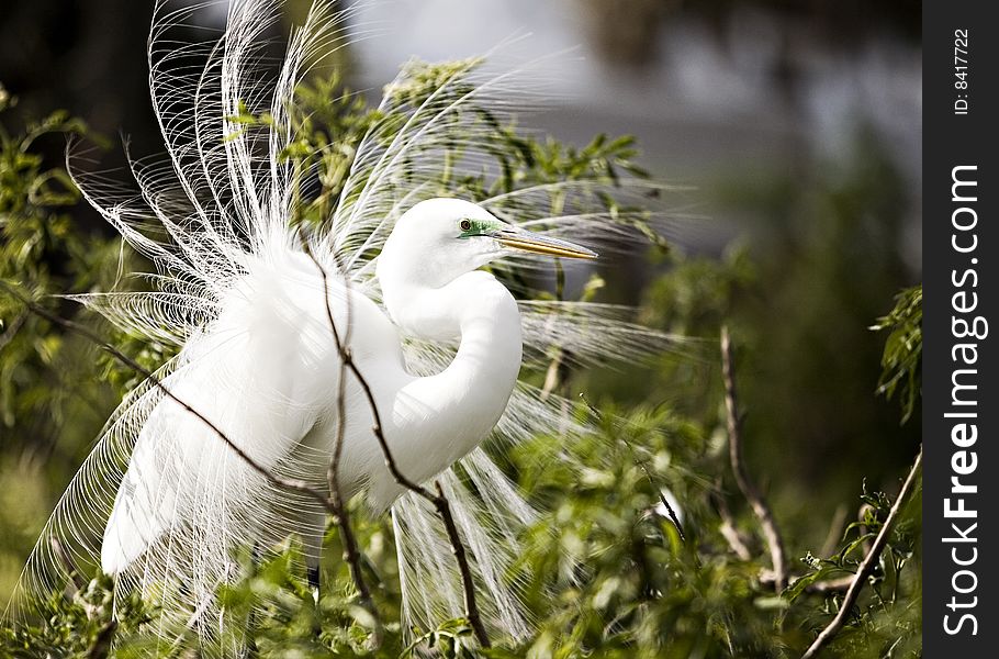 Wind-blown Egret