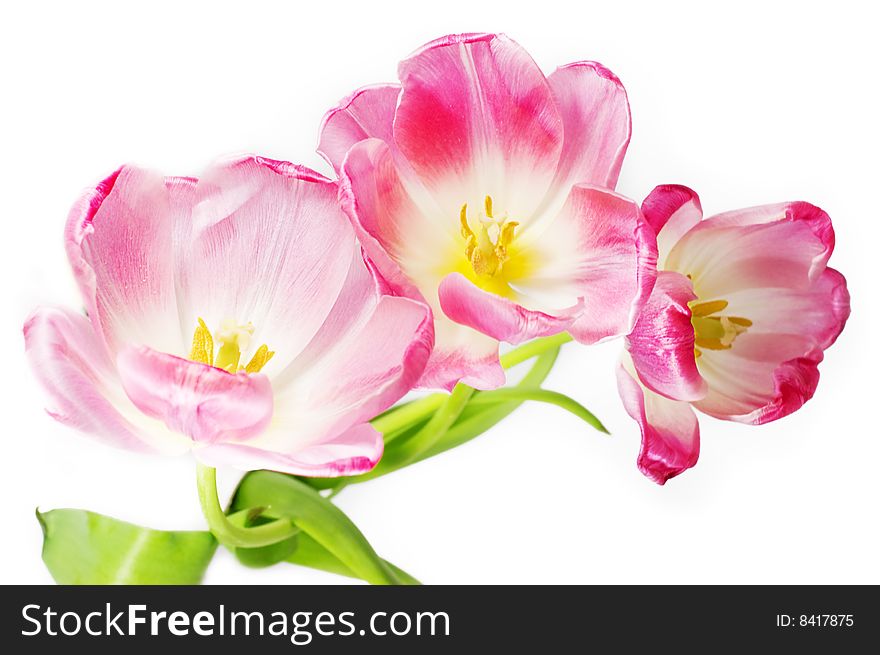 Some opened pink tulips over white
