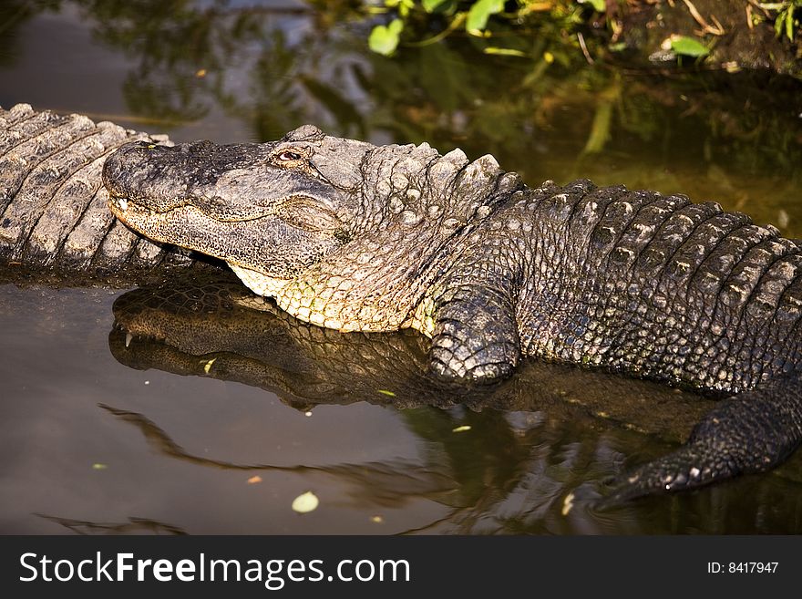 An alligator resting in shallow water with its eye on the viewer. An alligator resting in shallow water with its eye on the viewer.