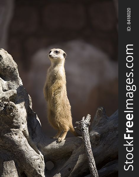 An adorable meerkat streching tall to observe beyond his home. An adorable meerkat streching tall to observe beyond his home.