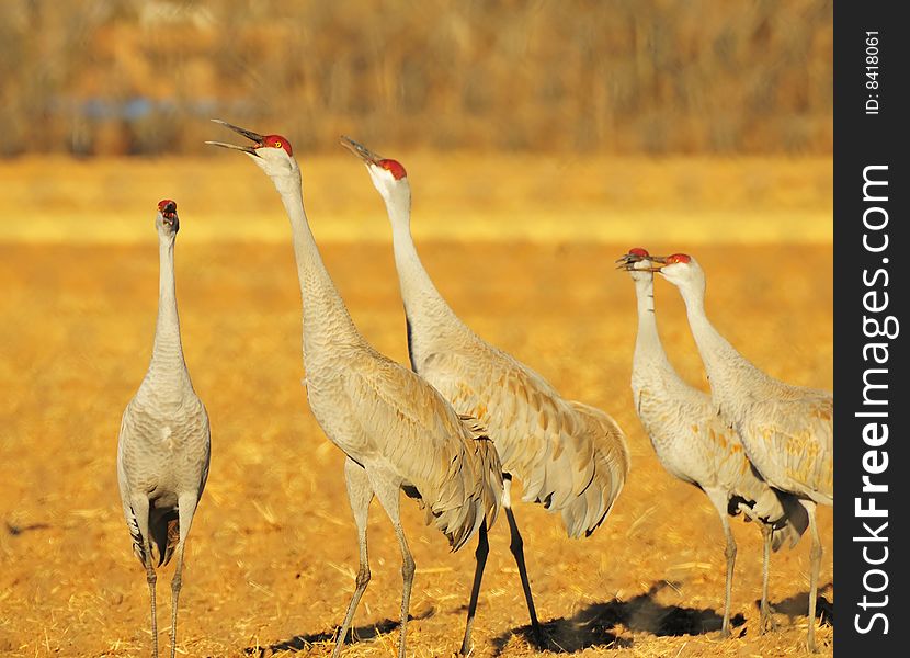 Sandhill Cranes at Rio Grande Nature Center