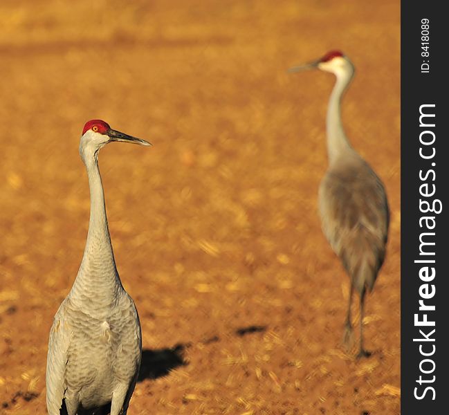 Sandhill Cranes and Rio Grande Nature Center