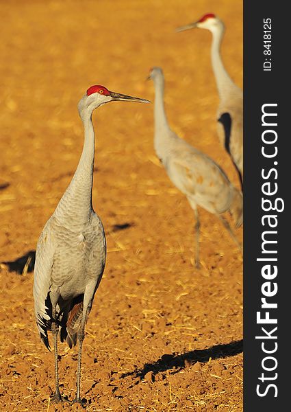 Sandhill Cranes at Rio Grande Nature Center