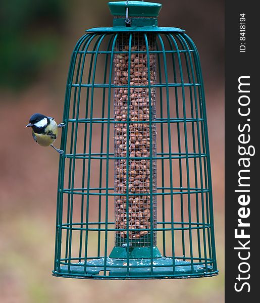 Great Tit (Parus Major) feeding on peanuts in a green feeder cage