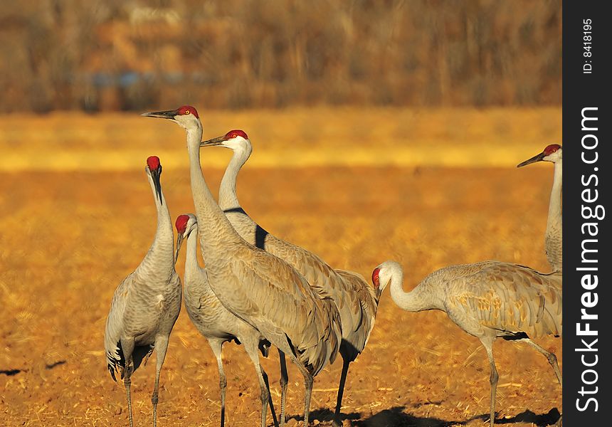 Sandhill Cranes at New Mexico Nature Center