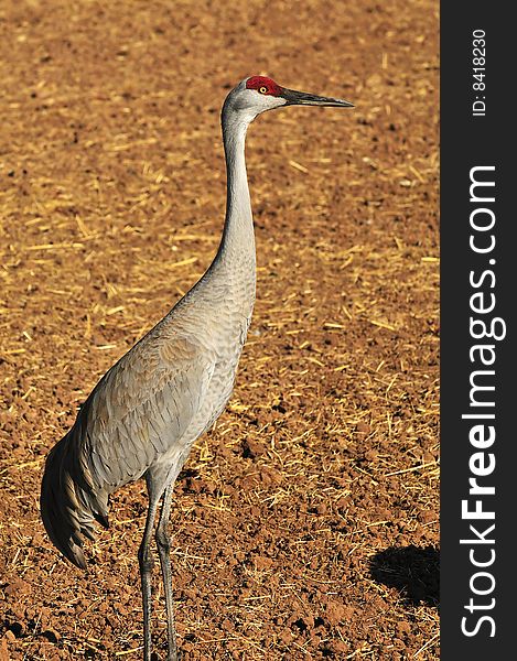 Sandhill Cranes at Rio Grande Nature Center. Sandhill Cranes at Rio Grande Nature Center