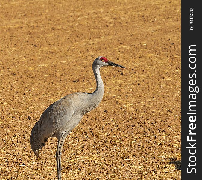 Sandhill Cranes at Rio Grande Nature Center. Sandhill Cranes at Rio Grande Nature Center