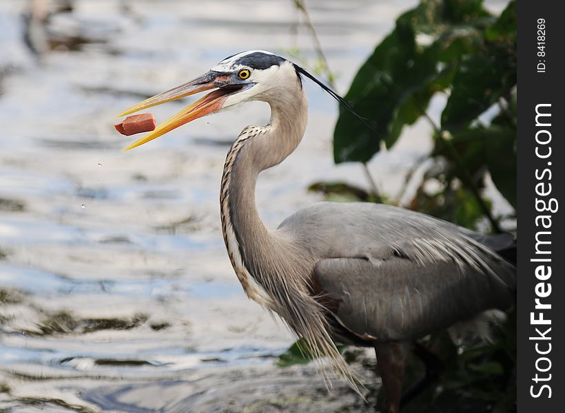 A great blue heron in his natural habitat catching a piece of hotdog in his beak. A great blue heron in his natural habitat catching a piece of hotdog in his beak.