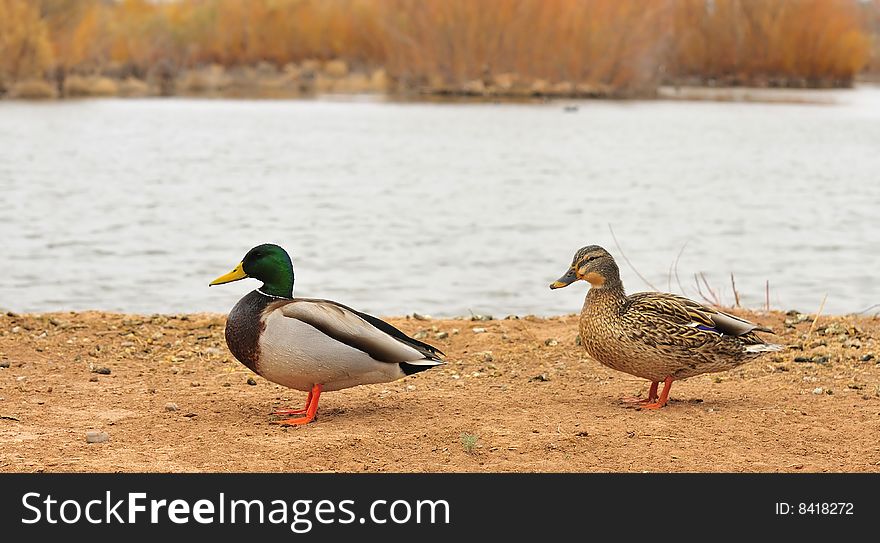 Pair of Mallards standing by water at Rio Grande Nature Center