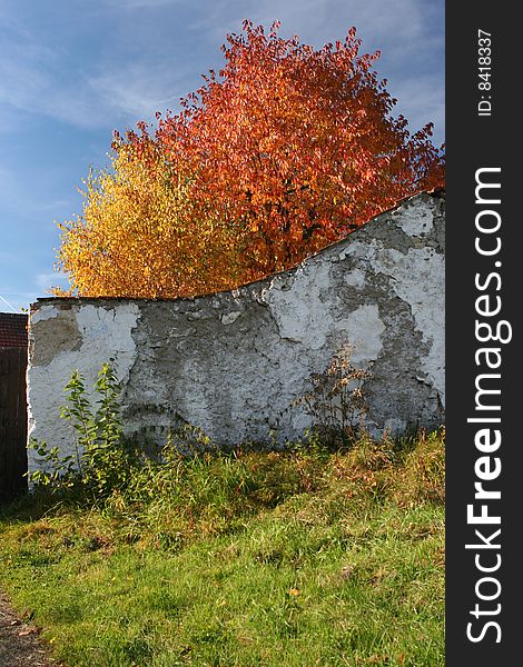 Autumn color leaves behind the old wall