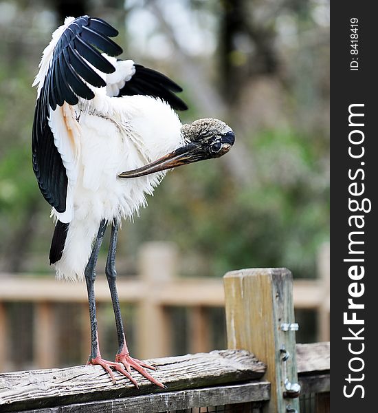 A full body portrait of a preening wood stork. A full body portrait of a preening wood stork.