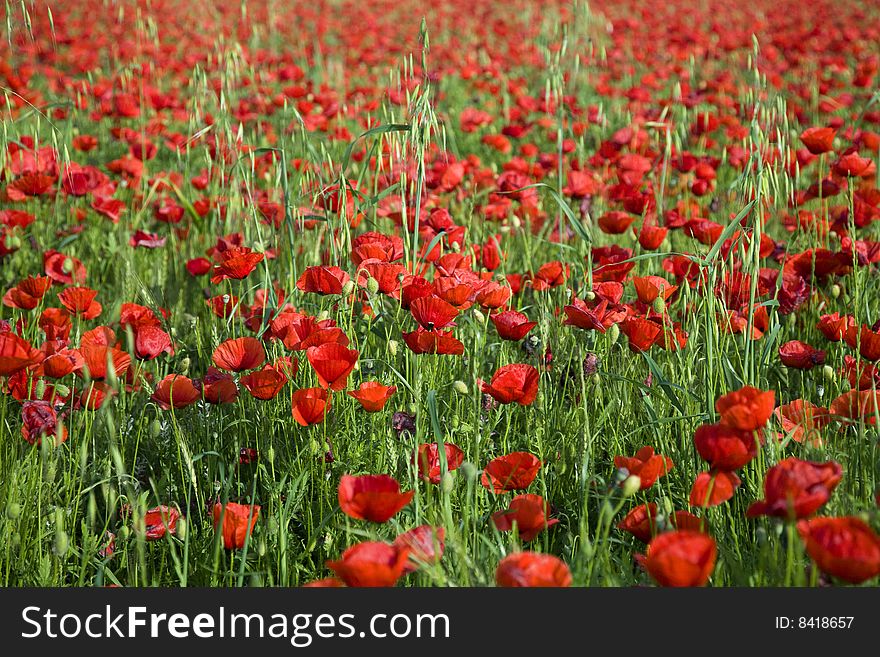 Nice poppy field can be used as a background