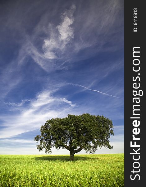 Single tree in the field - Alentejo - Portugal