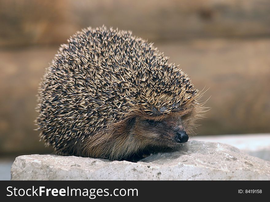 Hedgehog before hibernation in the zoo of Saint Petersburg