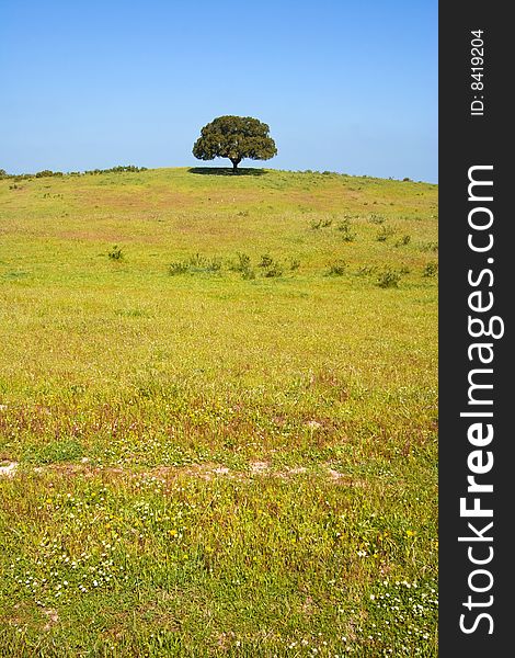 Single tree in the spring field. Single tree in the spring field