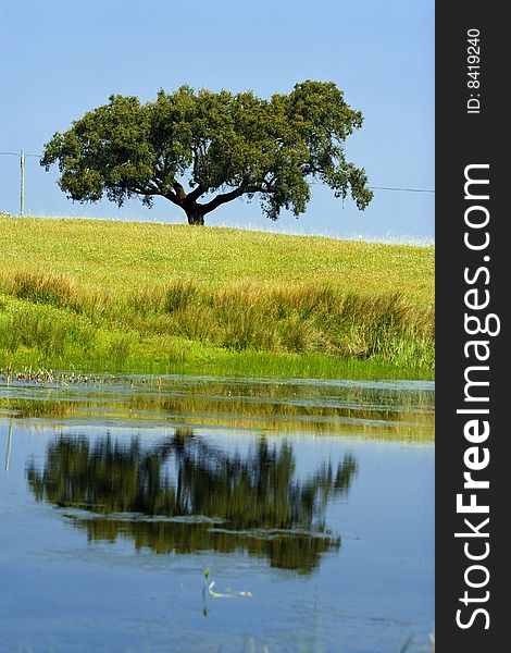 Single tree in the field refleted in water