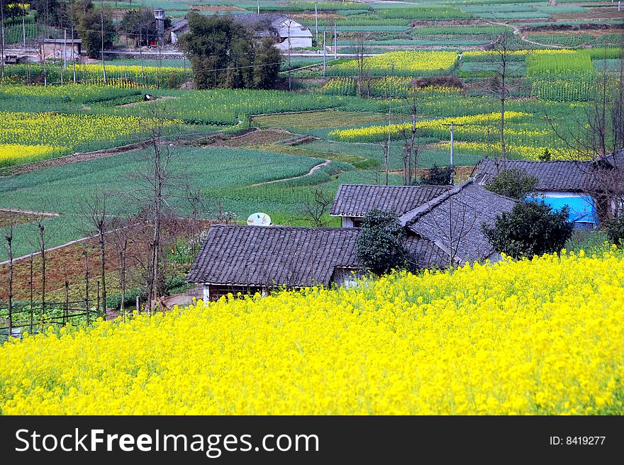 Yellow rapeseed oil flowers dot the farmlands next to small farmhouses in Sichuan Province near Pengzhou City, China - Lee Snider Photo. Yellow rapeseed oil flowers dot the farmlands next to small farmhouses in Sichuan Province near Pengzhou City, China - Lee Snider Photo.