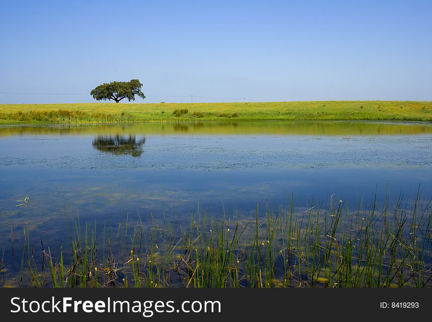 Single tree in the field refleted in water