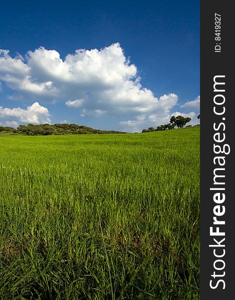 Spring field landscape with cloudy sky