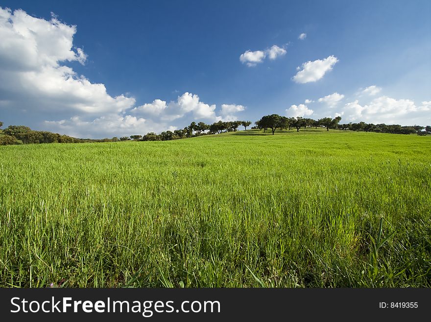 Spring field landscape - green grass and cloudy sky