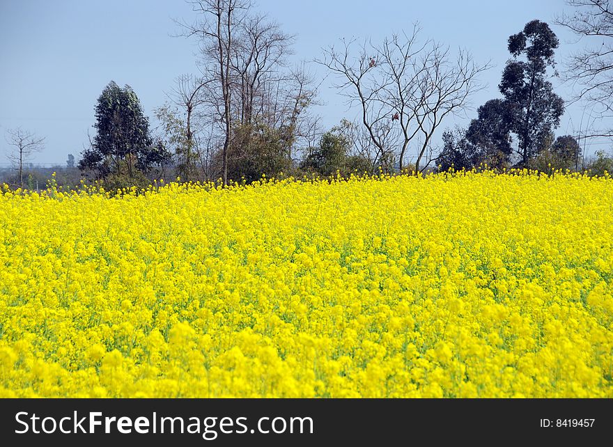 Colourful rapeseed oil flowers create a sea of bright yellow fields in the Spring on Sichuan farms near Pengzhou, China - Lee Snider Photo. Colourful rapeseed oil flowers create a sea of bright yellow fields in the Spring on Sichuan farms near Pengzhou, China - Lee Snider Photo.