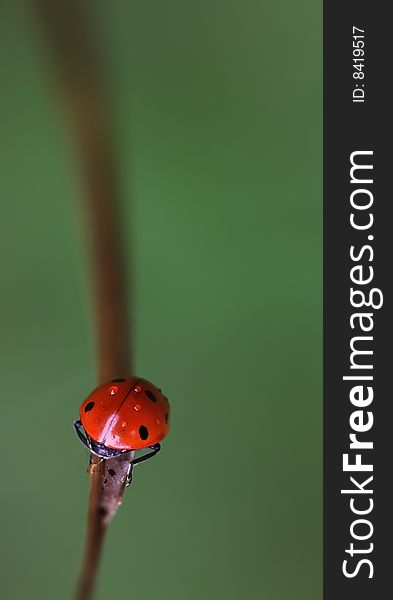 Wet lady bug on grass