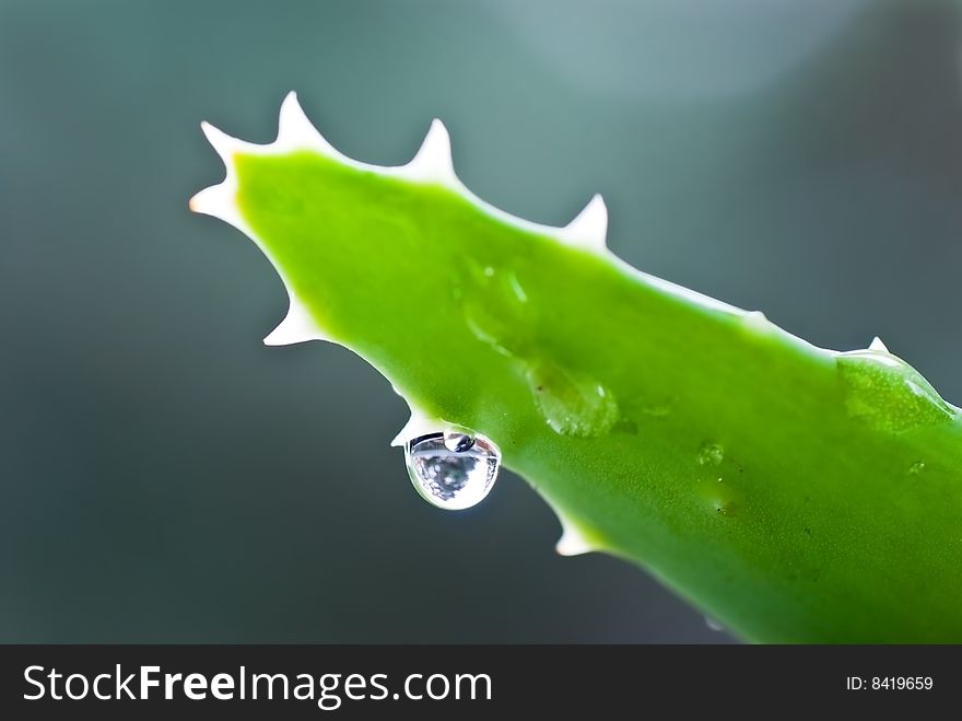 Aloe leafs with water dropsa close up shot-shallow dof.